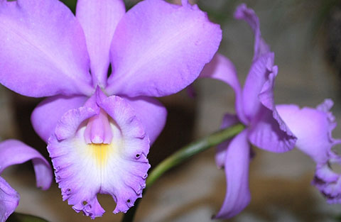 Cattleya loddigesii