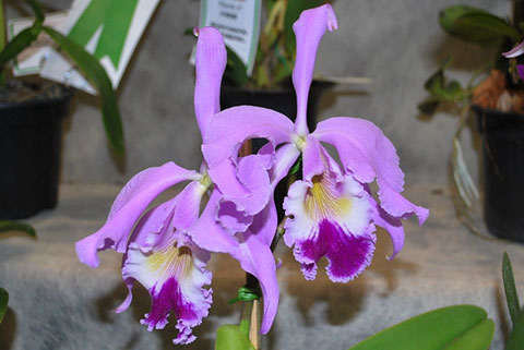 Cattleya warneri