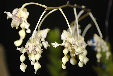 Dendrobium hellin