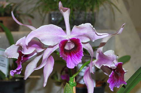 Laelia purpurata