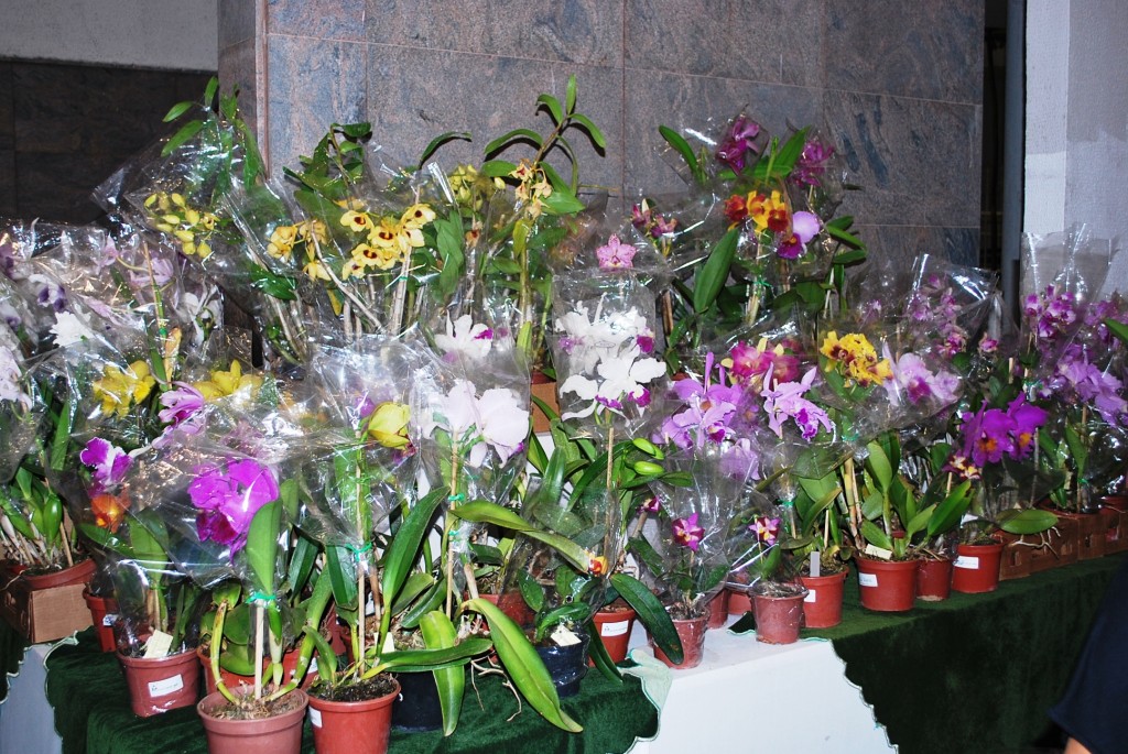 Orquidário comercial