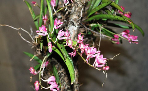 Rodriguezia lanceolata