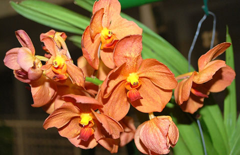 Vanda pornpimol x Ascda anant gold