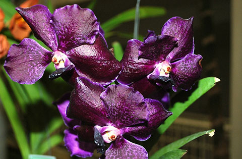 Vanda pures wax purple wax