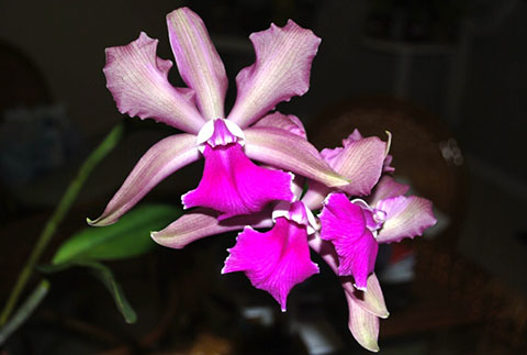 Cattleya bicolor x Cattleya granulosa