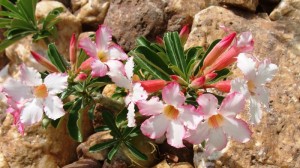 Adenium, a flor do deserto.