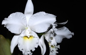 A ACEO deseja a seus associados um ano com muitas orquídeas (tão belas quanto esta Cattleya labiata alba).