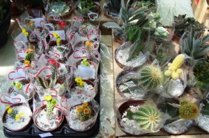 Cactos