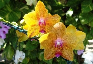 Phalaenopsis