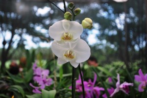 Orquidário Edmilson 07