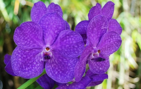 Ascda. Princess Mikasa Blue Ascda. Princess Mikasa Blue