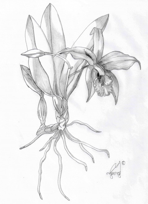 Cartilha - Orquídea simpodial