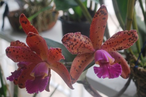 Blc. Durigan