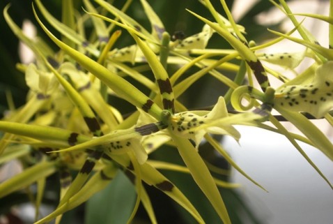 Brassia rex