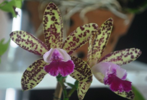 Cattleya aclandiae x kerchoveana