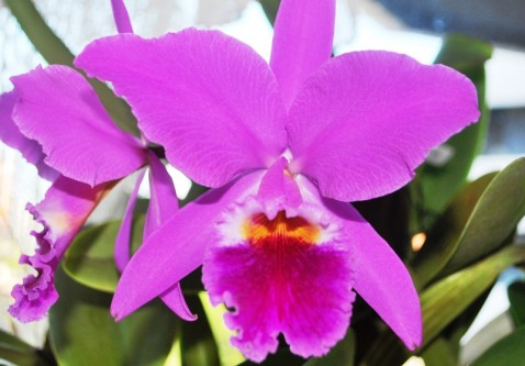 Cattleya labiata