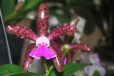 Cattleya tigrina x schilleriana