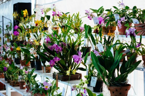 A beleza das exposições de orquídeas estará de volta à Unifor.