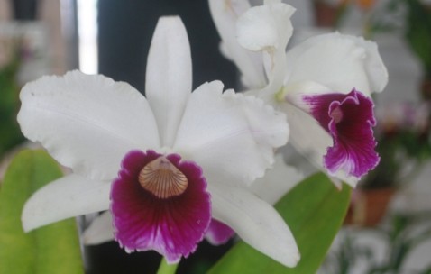 Laelia purpurata semialba