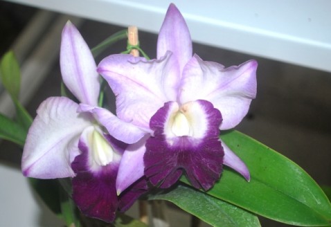 Lc. Mem. Robert Strait 'Blue Hawai'