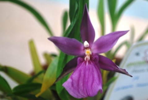 Miltonia moreliana