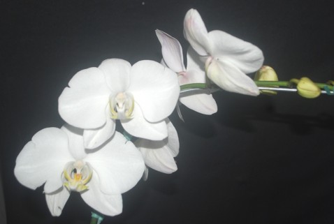 Phalaenopsis alba