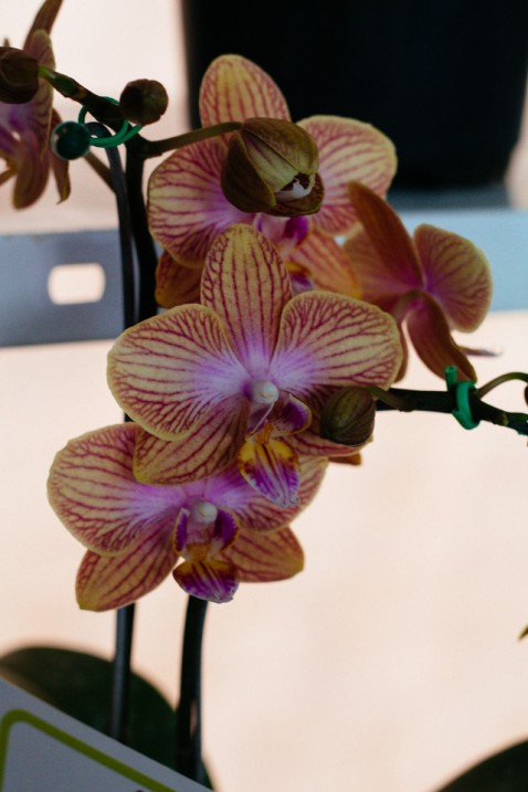 Phalaenopsis estriada