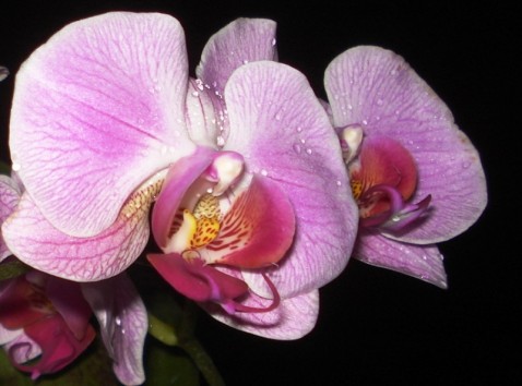 Phalaenopsis