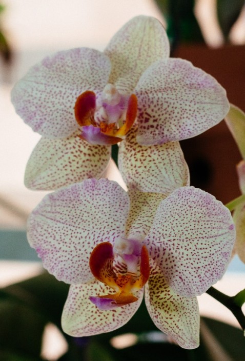 Phalaenopsis pintalgada