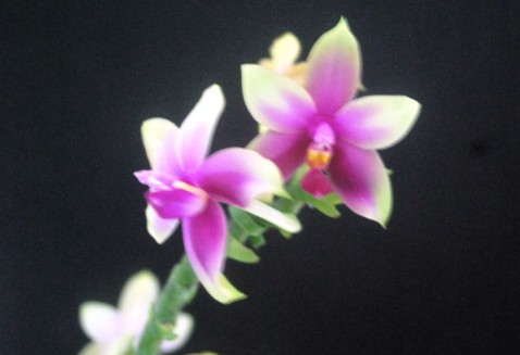 Premiação 06 – Espécie Estrangeira – 3º lugar – Phalaenopsis violacea – Edmilson Costa – ACEO