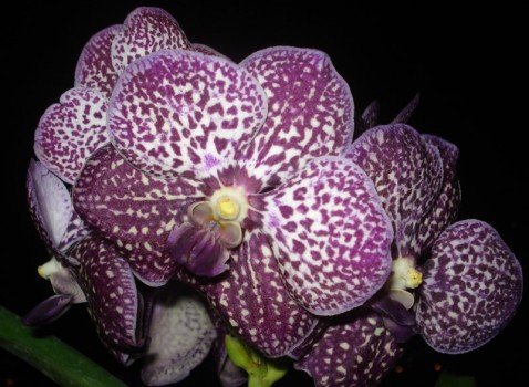 Vanda Wirat x Gordon Dillon