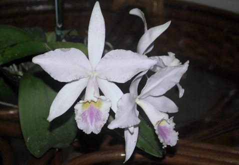 Cattleya labiata - uma das flores levadas ao encontro de sábado na Casa de José de Alencar