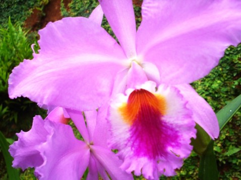 Waldir era um cultivador, amante e defensor da Cattleya labiata.