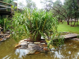 O Grammatophyllum speciosum forma bela touceira no meio de pequeno lago.