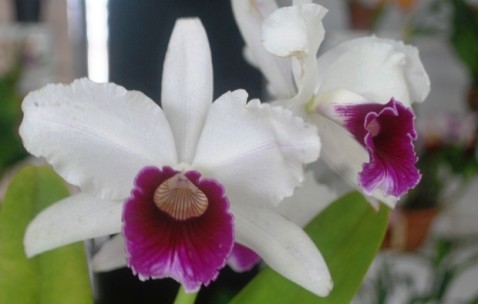 Laelia purpurata semialba