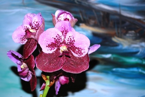 O Orquidário é um espaço para se estudarem desde as Vandas asiáticas (foto) até as Cattleyas brasileiras.