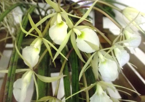 Brassavola tuberculata.