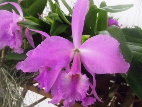 Cattleya labiata concolor 'Walter Dreher'