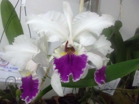 Cattleya labiata var. semialba