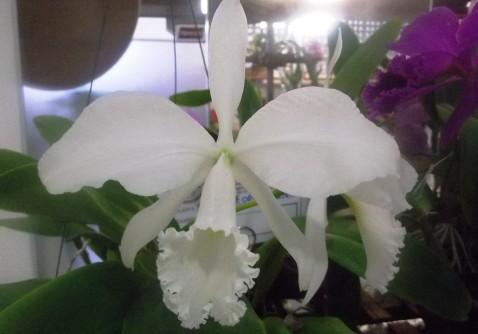 Cattleya labiata var. alba