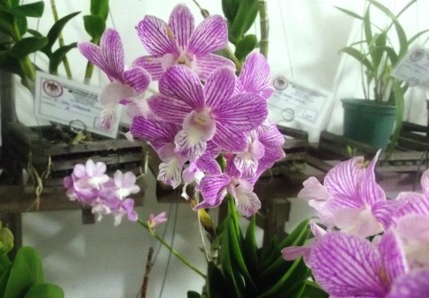 Dendrobium phalaenopsis híbrido.