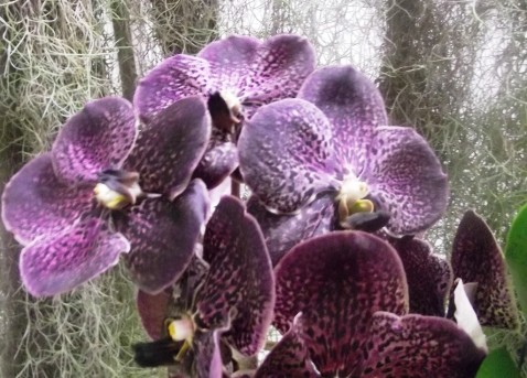 Vanda híbrida.