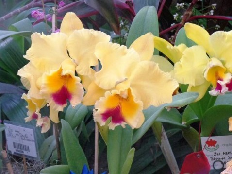 Blc. Goldenzelle Lemon Chiffon