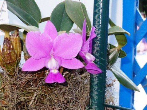 Cattleya walkeriana tipo