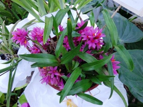 Dendrobium Hibiki