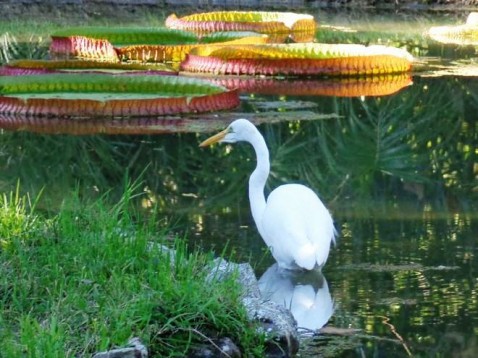 Um "clic" do poeta Keller: Garça Branca grande (Ardea alba)