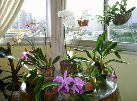 As orquídeas dos associados vão ser exposta em homenagem às mães.