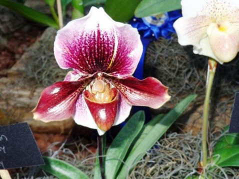 Paphiopedilum Daisy Barkley