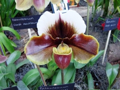 Paphiopedilum Willow Crest x