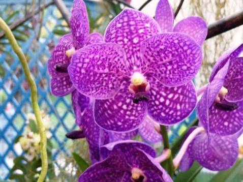 Vanda Kultana Blue